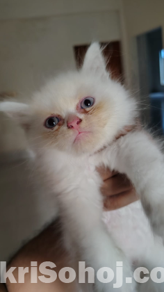 Pure Persian